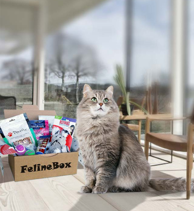 En goodiebox til din - ﻿FelineBox.dk